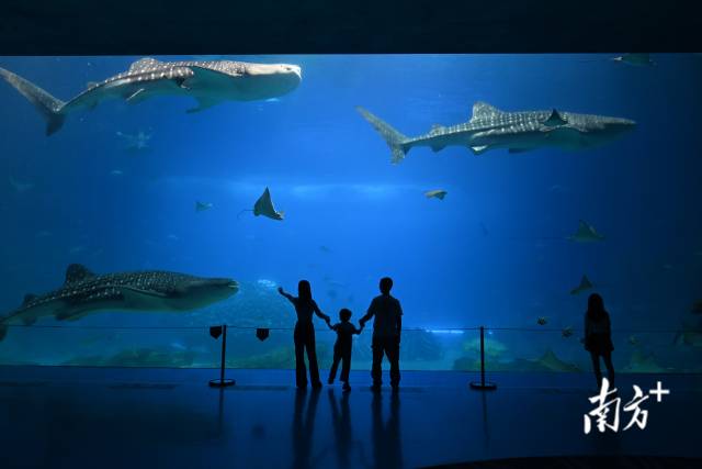 用好橫琴旅游資源稟賦,開發(fā)旅游新產(chǎn)品及開發(fā)新景區(qū)項(xiàng)目。 用好橫琴旅游資源稟賦,開發(fā)旅游新產(chǎn)品及開發(fā)新景區(qū)項(xiàng)目。