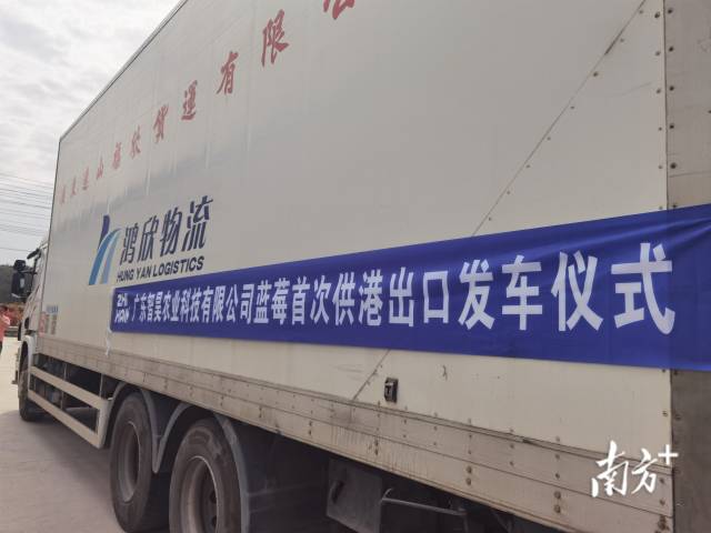 里水智昊藍莓將首次實現藍莓出口到香港。李慧君 攝