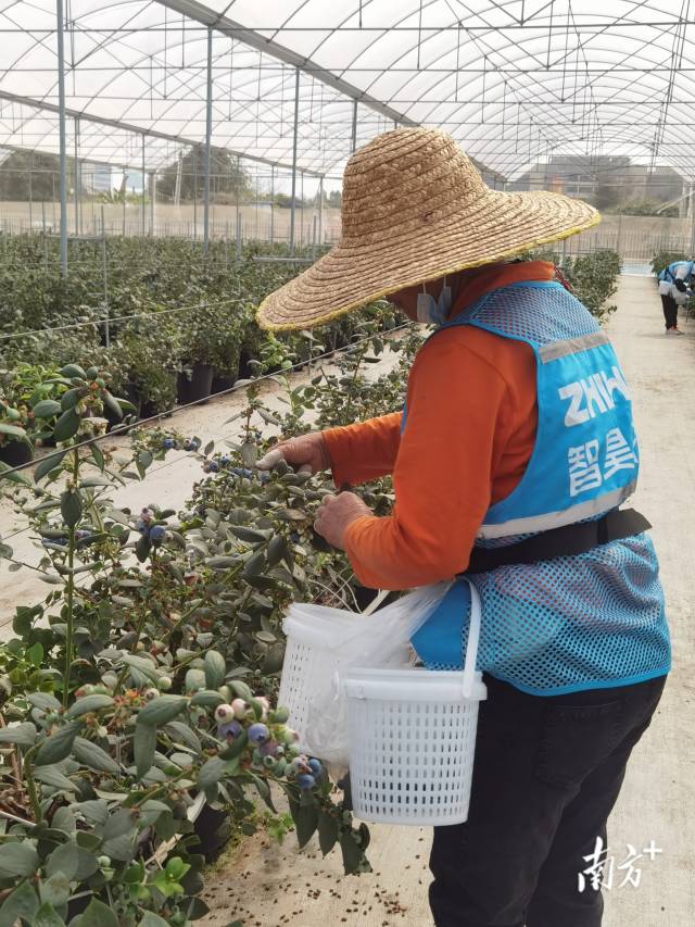 工人在現場采摘。李慧君 攝