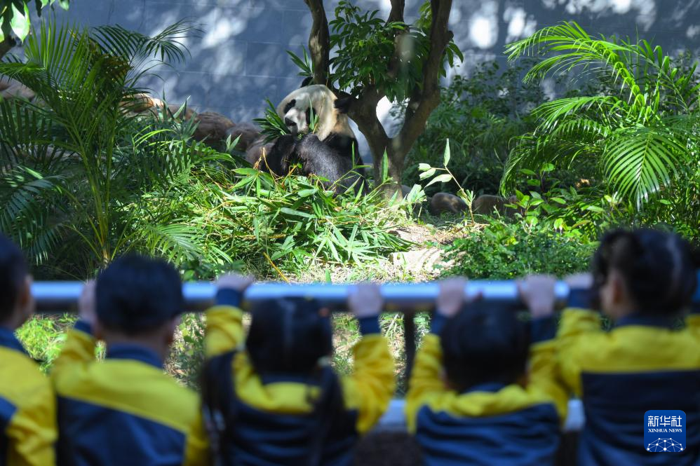11月29日，澳門幼兒園學(xué)生在澳門石排灣郊野公園大熊貓館觀看大熊貓。