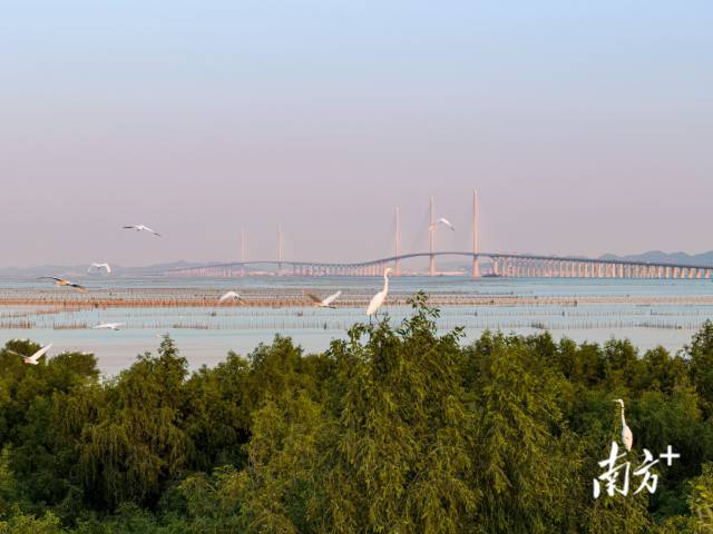 黃茅?？绾Ｍǖ澜T一側(cè)，鷺鳥成群結(jié)對(duì)在此嬉戲，與遠(yuǎn)處的大橋相映成趣 。