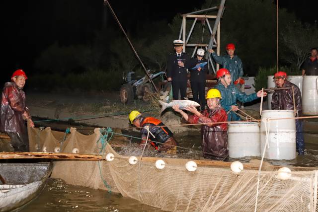 海關關員對供澳活魚進行屬地查檢。通訊員 黃妙雙 攝