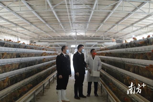 江門海關關員到供澳冰鮮禽養(yǎng)殖企業(yè)調研。