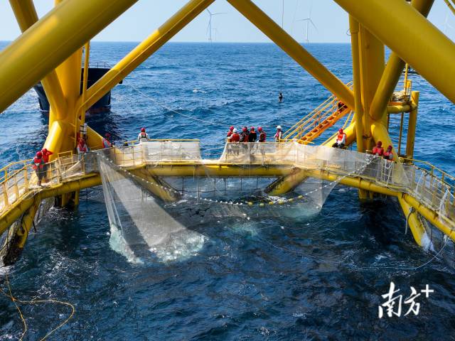 2023年，廣東海水魚類苗種產量67.71億尾、占全國超50%，累計培育國審水產新品種43個。其中，海水新品種18個，數量全國領先。