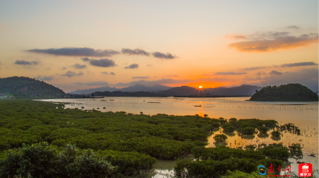 廣東恩平鎮海灣紅樹林省重要濕地（通訊員供圖）