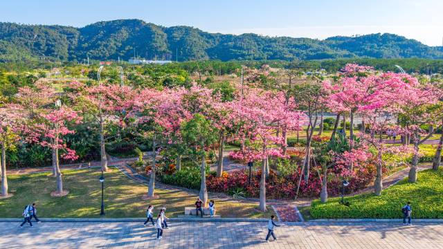 張國基：規劃新增4條聯澳通道，推出琴澳交通“一卡通”