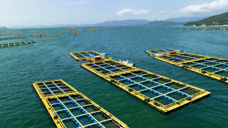 海洋牧場