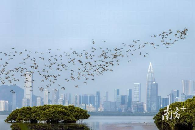 保護區內的候鳥。陳健平 攝