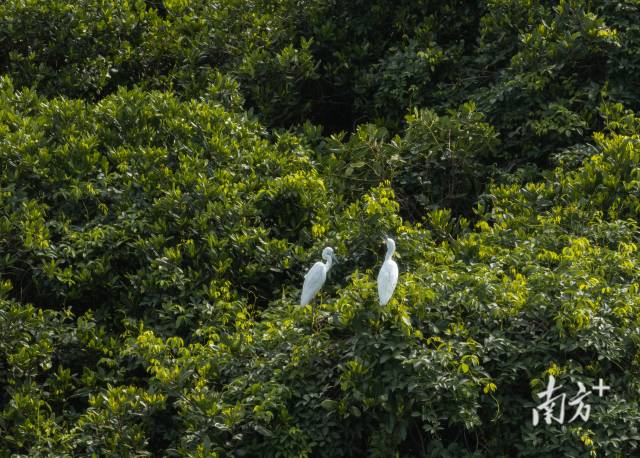 紅樹林上的鳥類