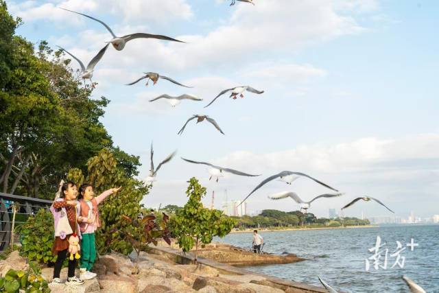 市民在深圳灣觀鳥