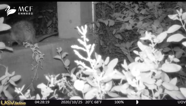 出現在紅外相機里的歐亞水獺