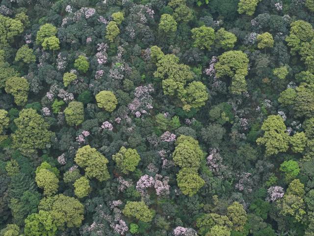 建設(shè)梧桐山-紅花嶺深港生態(tài)廊道 建設(shè)梧桐山-紅花嶺深港生態(tài)廊道