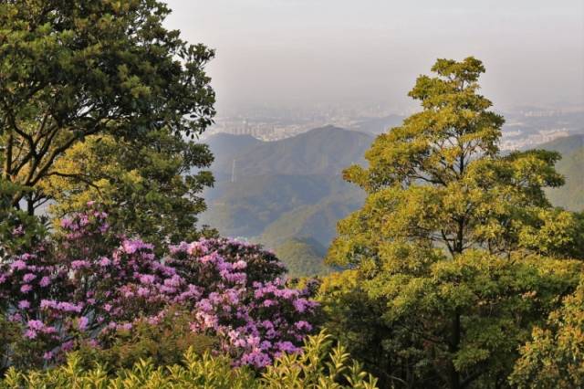 建設(shè)梧桐山-紅花嶺深港生態(tài)廊道 建設(shè)梧桐山-紅花嶺深港生態(tài)廊道
