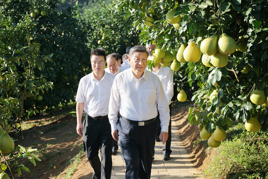 11月7日至8日，中共中央總書記、國家主席、中央軍委主席習近平在廣東考察。這是7日下午，習近平在梅州市梅縣區(qū)雁洋鎮(zhèn)南福金柚種植基地考察。新華社發(fā)（肖翊 攝）