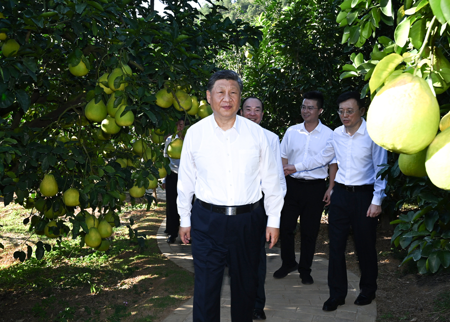 11月7日至8日，中共中央總書記、國家主席、中央軍委主席習近平在廣東考察。這是7日下午，習近平在梅州市梅縣區(qū)雁洋鎮(zhèn)南福金柚種植基地考察。新華社記者 謝環(huán)馳 攝