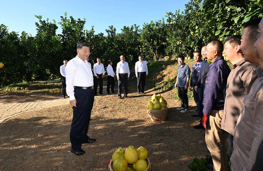 11月7日至8日,中共中央總書記、國家主席、中央軍委主席習近平在廣東考察。這是7日下午,習近平在梅州市梅縣區雁洋鎮南福金柚種植基地考察時,同果農和農技人員親切交流。新華社記者 謝環馳 攝 11月7日至8日,中共中央總書記、國家主席、中央軍委主席習近平在廣東考察。這是7日下午,習近平在梅州市梅縣區雁洋鎮南福金柚種植基地考察時,同果農和農技人員親切交流。新華社記者 謝環馳 攝