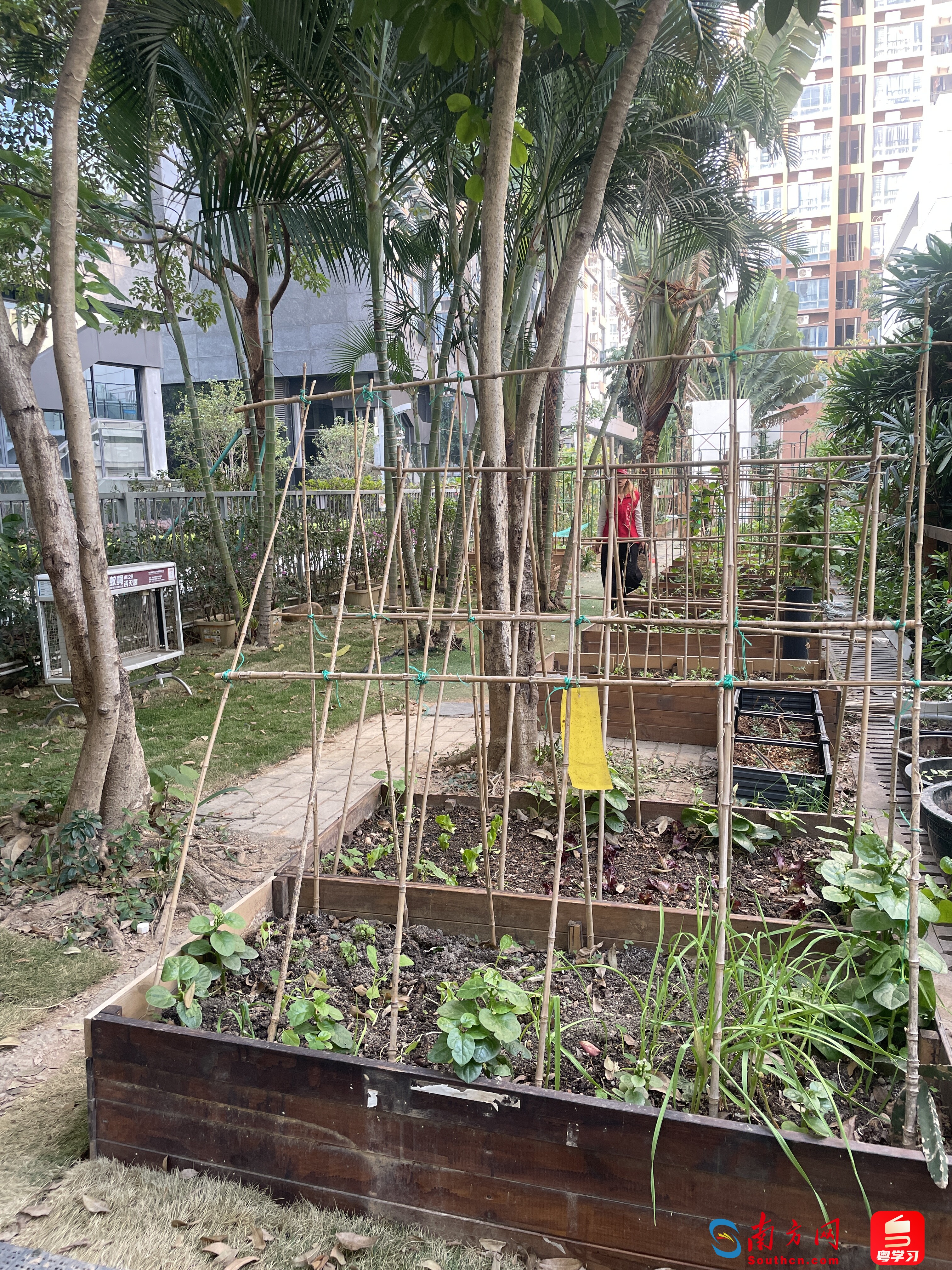 龍海家園的小菜園，志愿者正在打理蔬果。