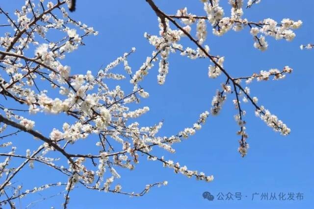 圖/廣州從化發(fā)布