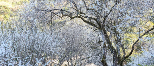 圖/廣州石門國家森林公園