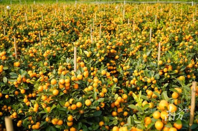 “廣貨行天下”春季行動