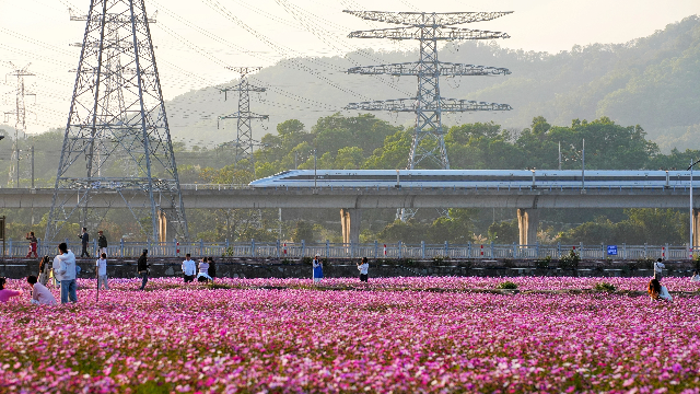 2月2日，中山市崖口村，春意盎然的花海上，高鐵正向遠方前行。